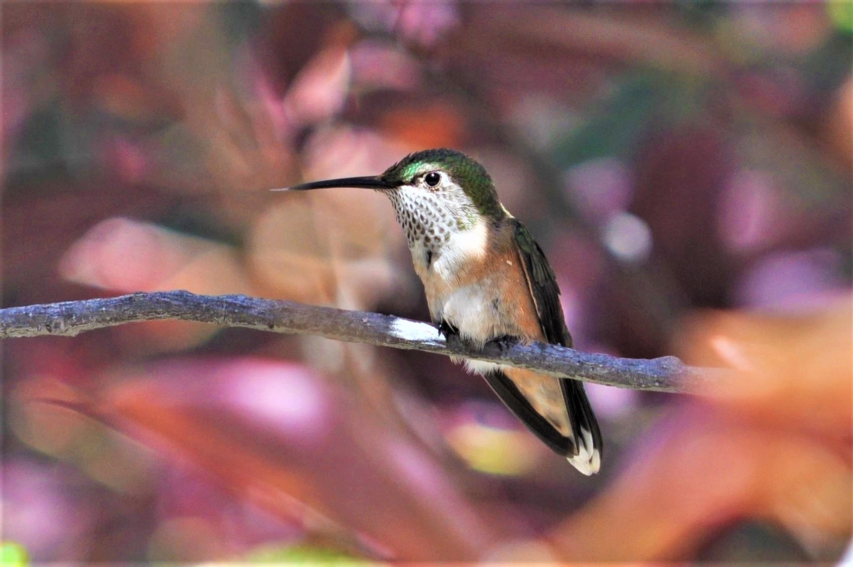 broadtailedhummingbird1